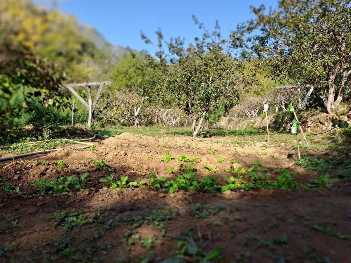 Agricamping Ponteraggio N.1 Hotel Dolceacqua Kültér fotó