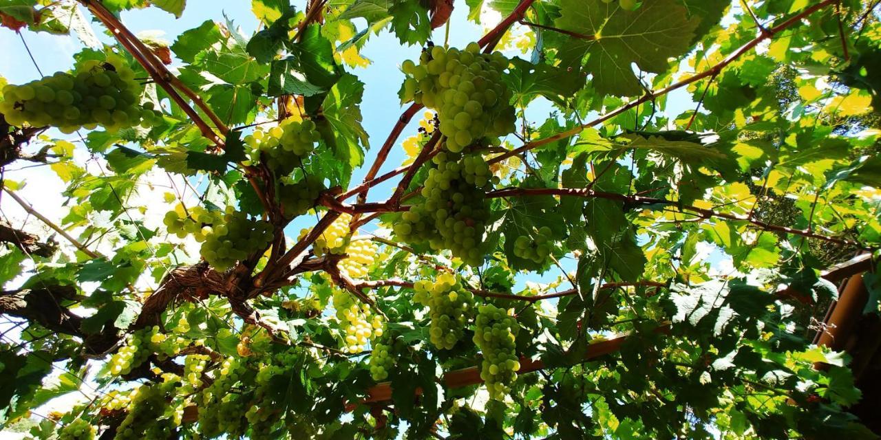 Agricamping Ponteraggio N.1 Hotel Dolceacqua Kültér fotó