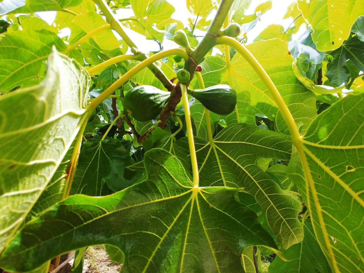 Agricamping Ponteraggio N.1 Hotel Dolceacqua Kültér fotó