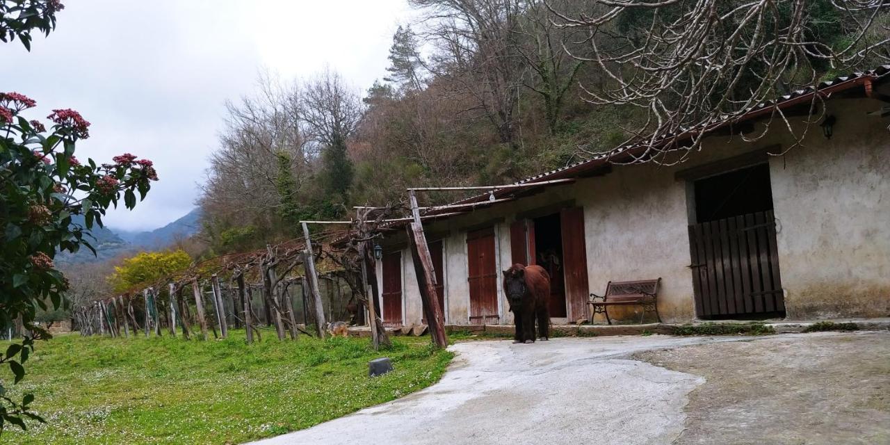 Agricamping Ponteraggio N.1 Hotel Dolceacqua Kültér fotó
