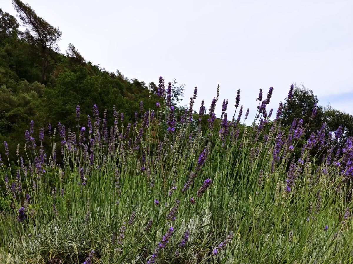 Agricamping Ponteraggio N.1 Hotel Dolceacqua Kültér fotó
