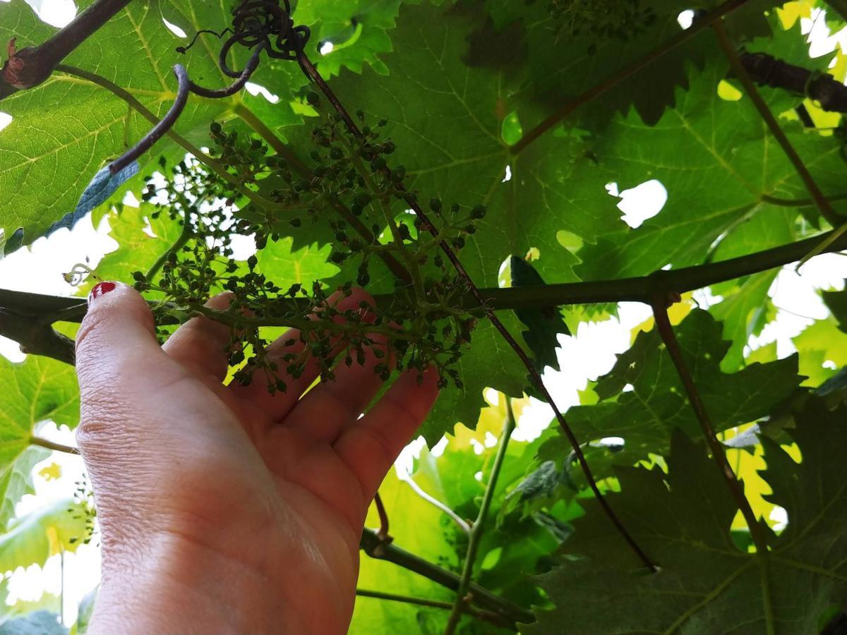 Agricamping Ponteraggio N.1 Hotel Dolceacqua Kültér fotó