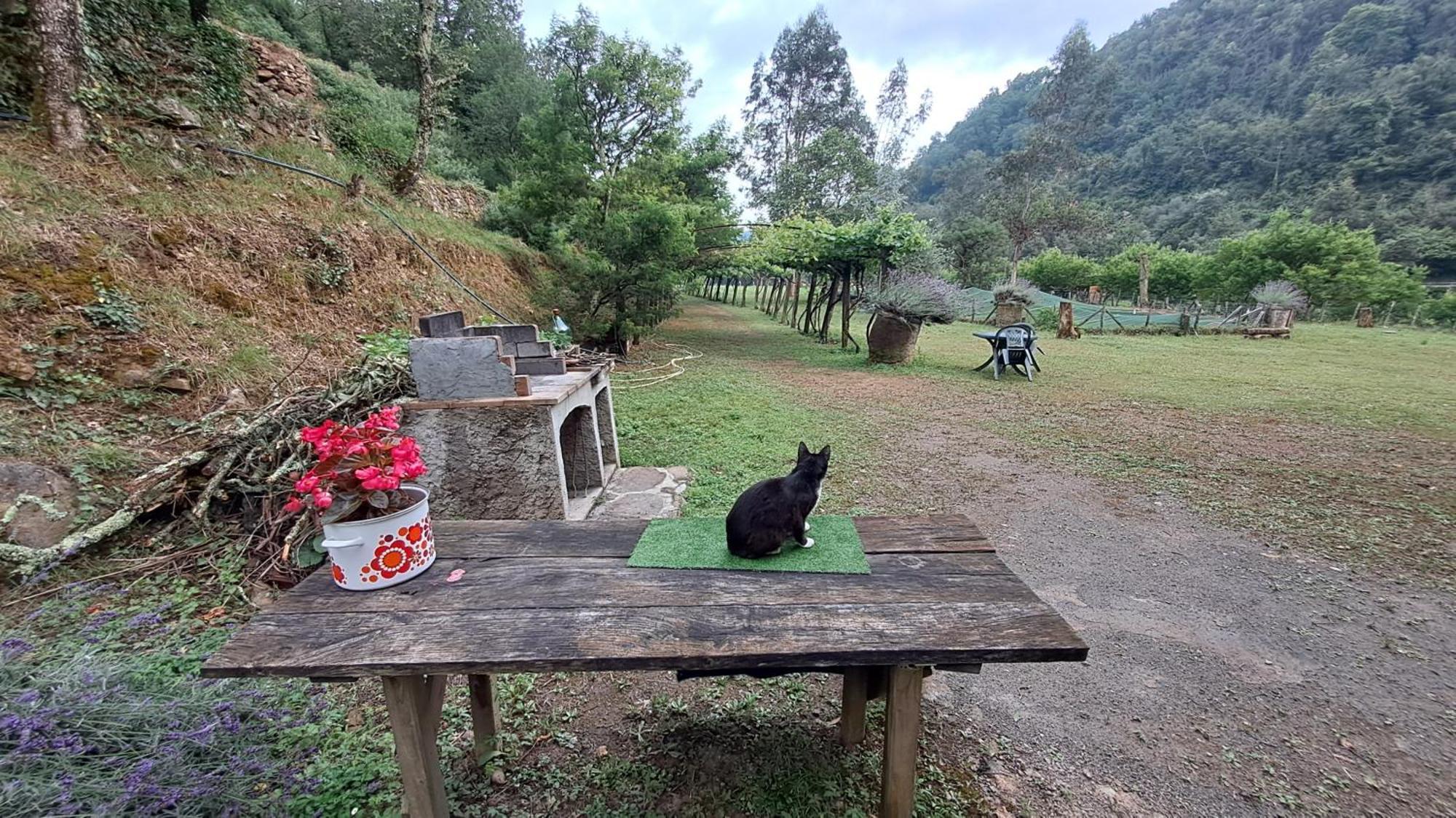 Agricamping Ponteraggio N.1 Hotel Dolceacqua Kültér fotó